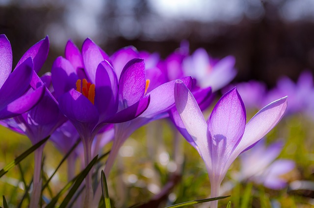 crocus-2096979_640