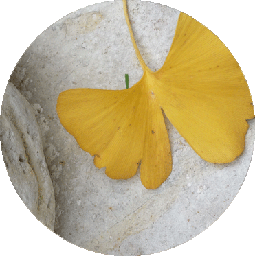 kreis-ginko