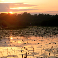 Monterico_mangrovensümpfe_sunset