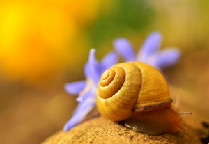 shell-1303027 1920 
