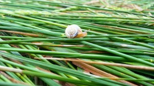 snail-482615 1920 